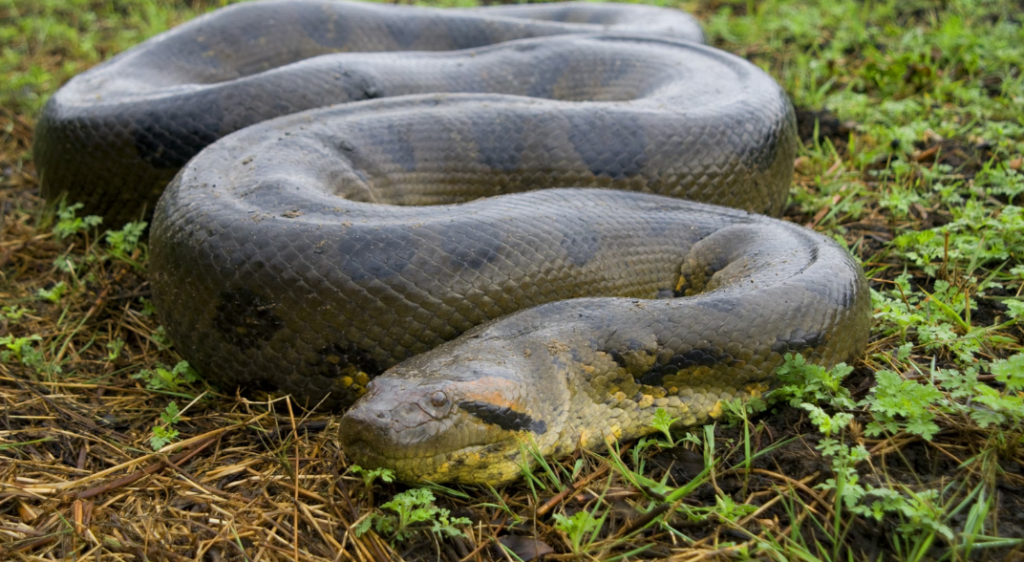 The World’s Largest Snake Has Been Caught