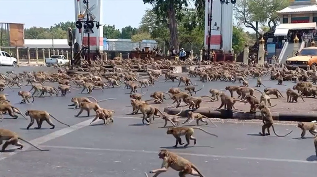 Monkeys invaded the city… Tourism is under threat