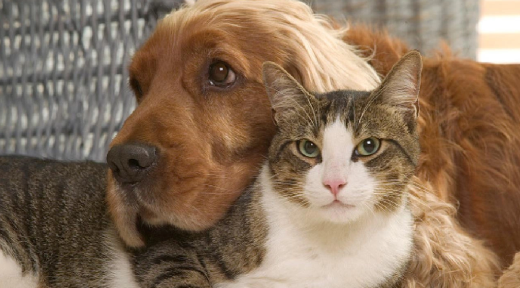 French couple who kept 159 cats were banned from having pets